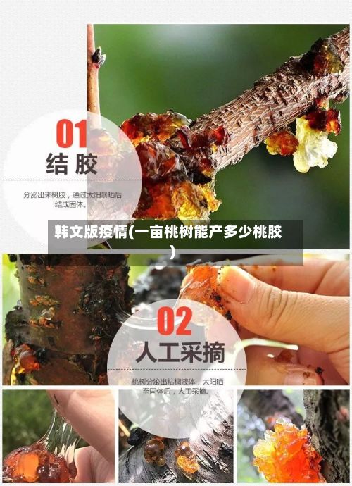 韩文版疫情(一亩桃树能产多少桃胶)-第1张图片