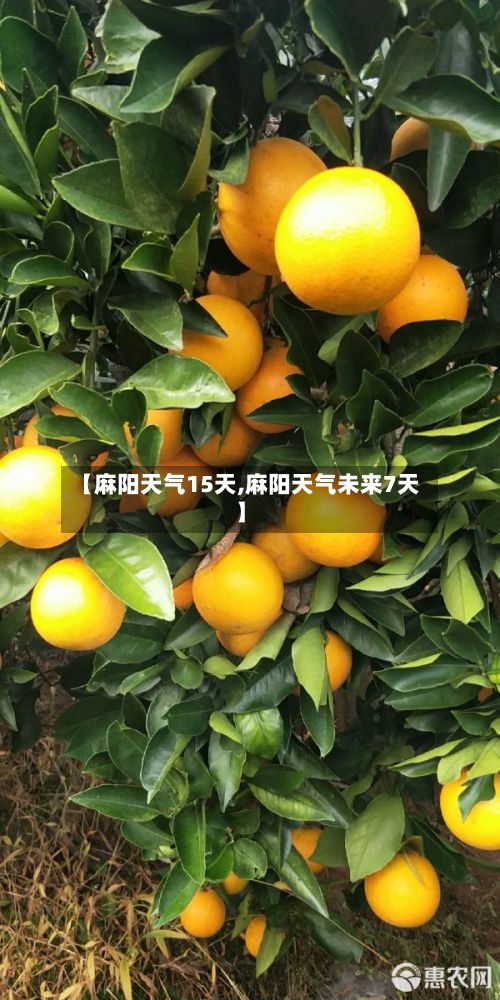 【麻阳天气15天,麻阳天气未来7天】-第1张图片