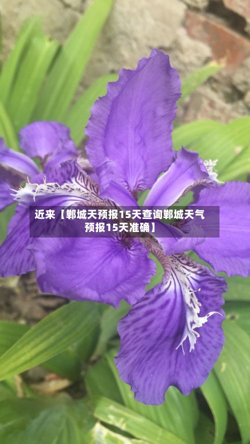 近来【郸城天预报15天查询郸城天气预报15天准确】-第1张图片