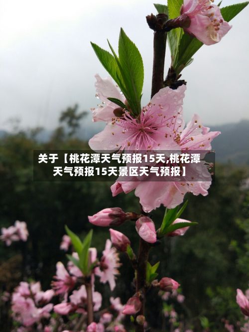 关于【桃花潭天气预报15天,桃花潭天气预报15天景区天气预报】-第1张图片
